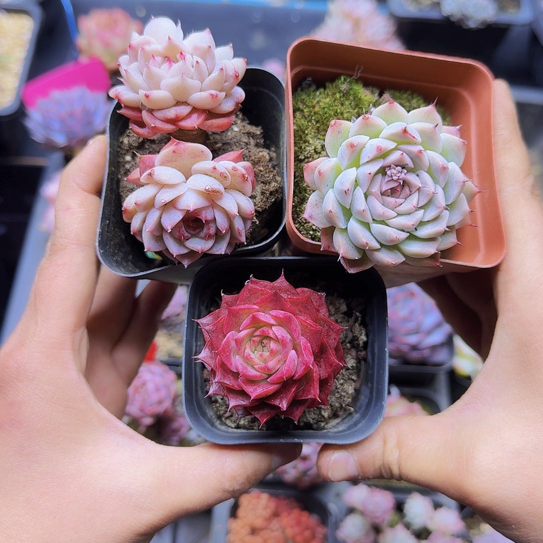 001三颗小精品一物一拍