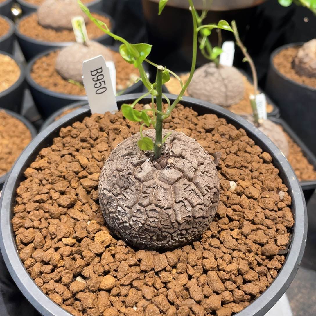 950号龟甲龙5.5公分