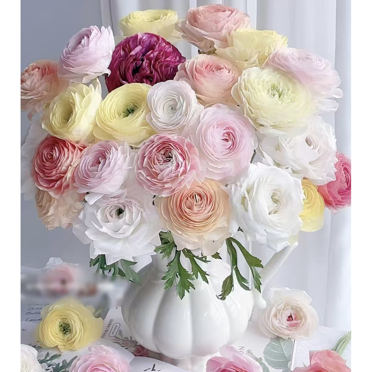 YZ【随机洋牡丹10支】