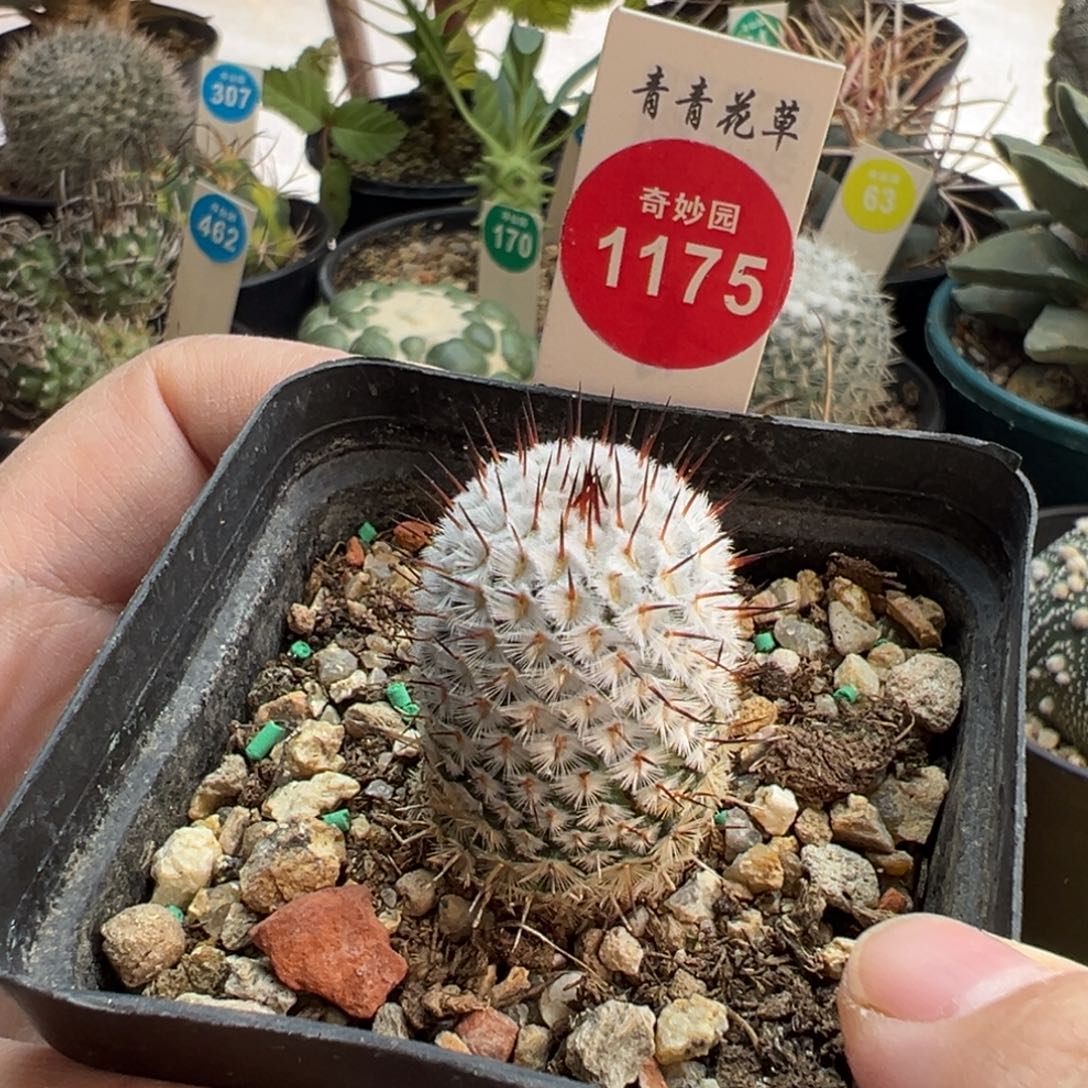 自根直刺佩雷2.3cm