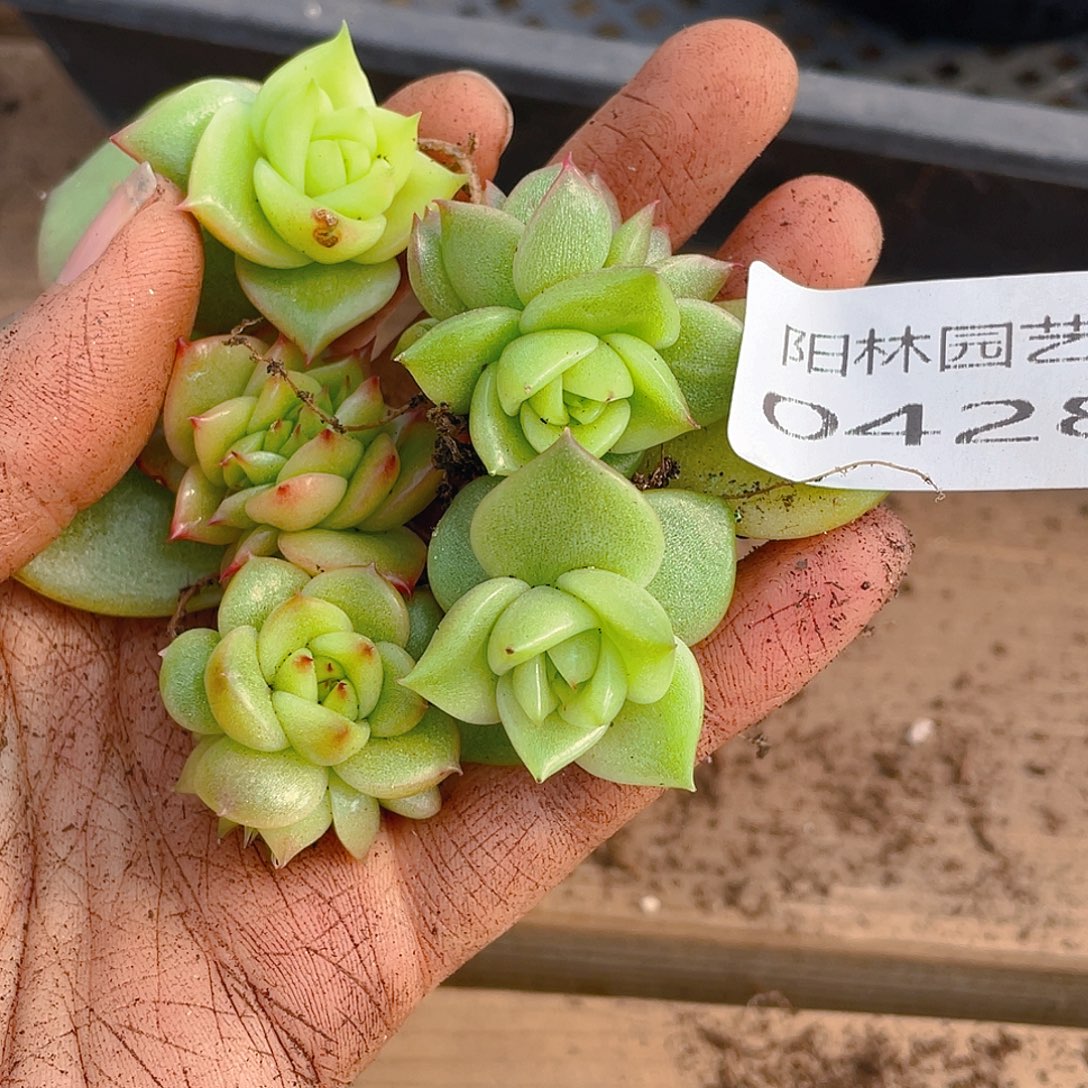 多肉植物多肉植物428