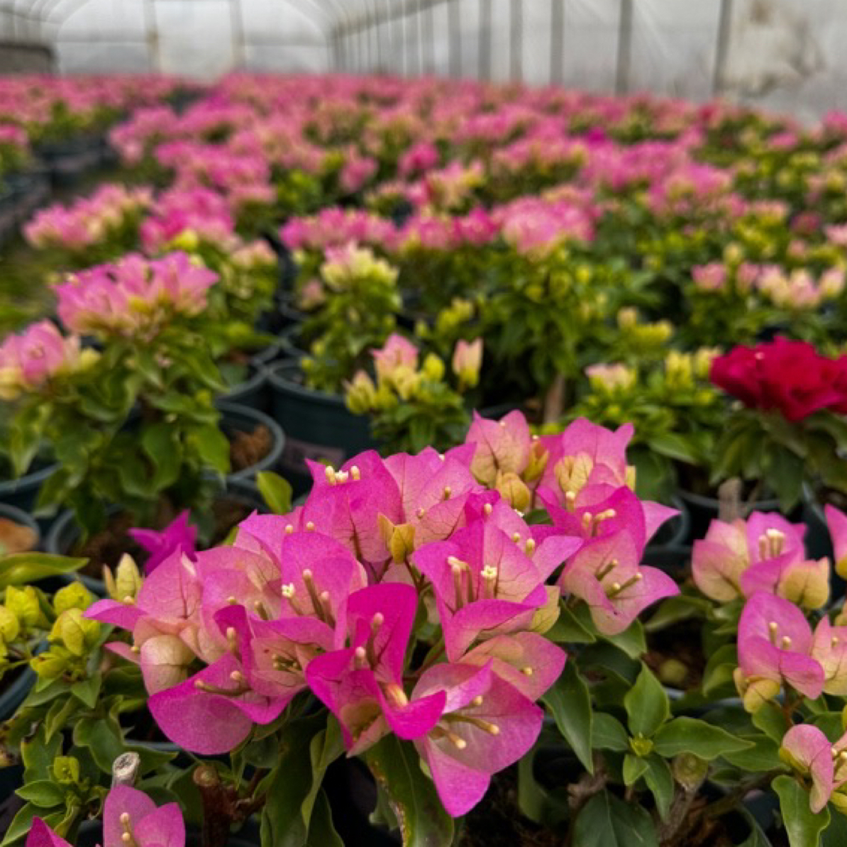 三角梅带花盆栽四季开花植物发货途中容易掉花掉叶子，建议者慎拍）