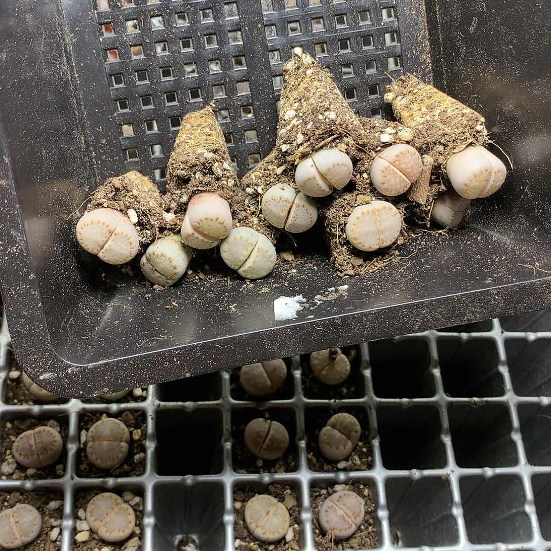 湖*胡G227多肉植物保护