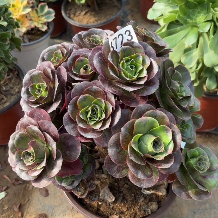 魅金玫瑰处理不包断头723