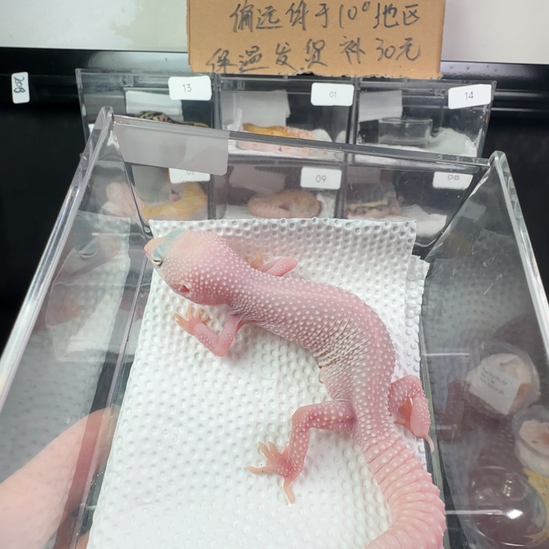 豹纹守宫雪花恶魔白酒妹妹
