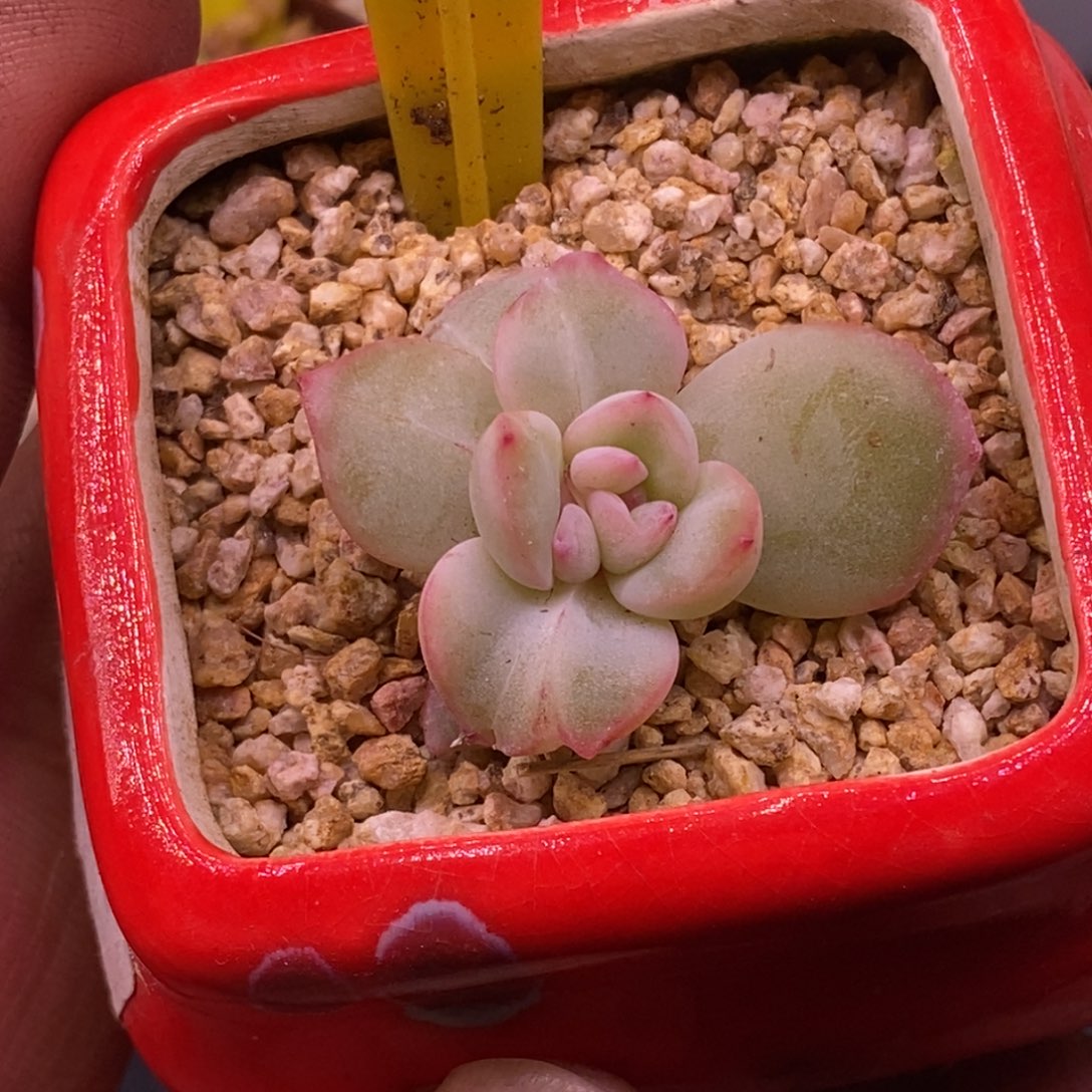 9150草莓泡芙石化