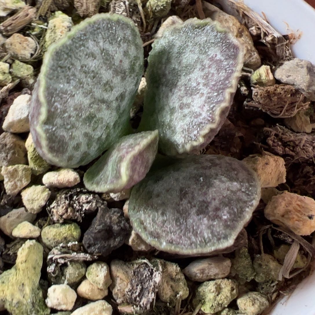 花斑带金边款新品多肉植物水泡