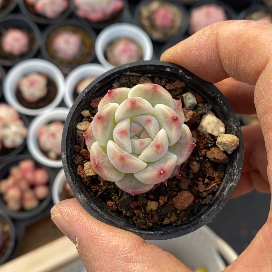 精品多肉一物一拍不包整118