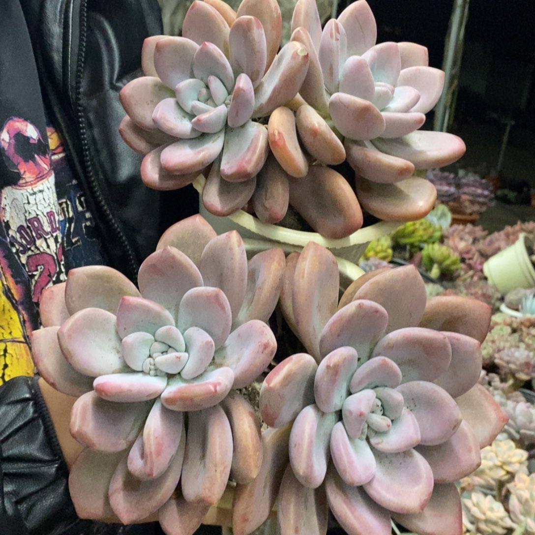 奥普琳娜双头起发两盆，160杯