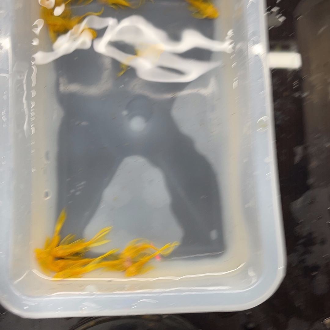 清道夫鱼24k帆20条开箱视频报损