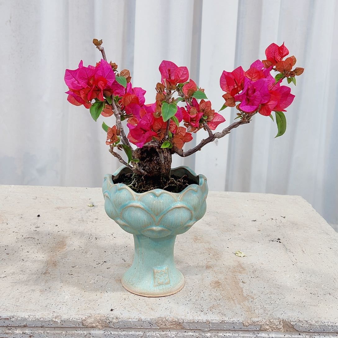 无花朵陆**河三角梅三角梅三角梅