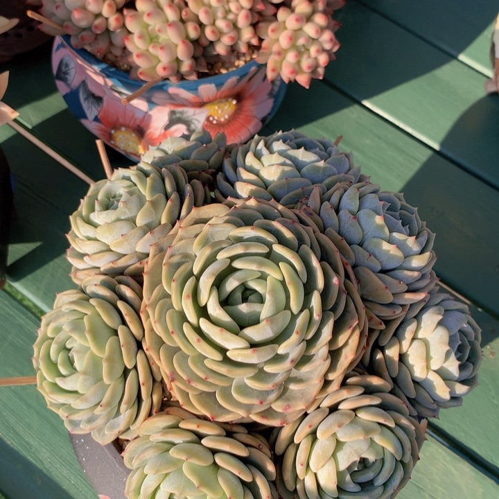 劳林缀自然无砍群