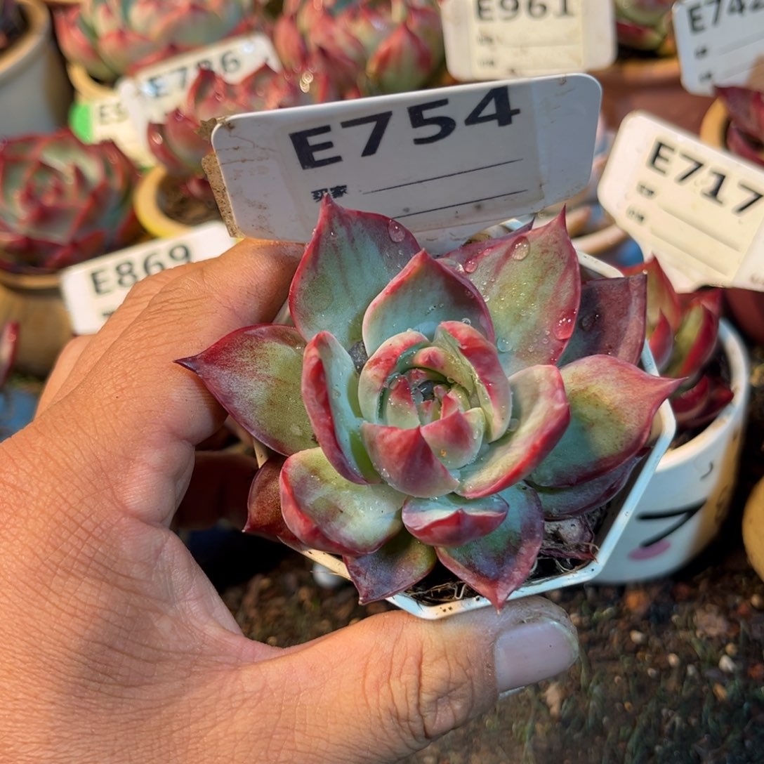 惊鸿一瞥754号多肉