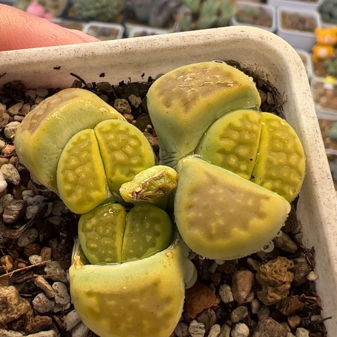 096多肉植物组合