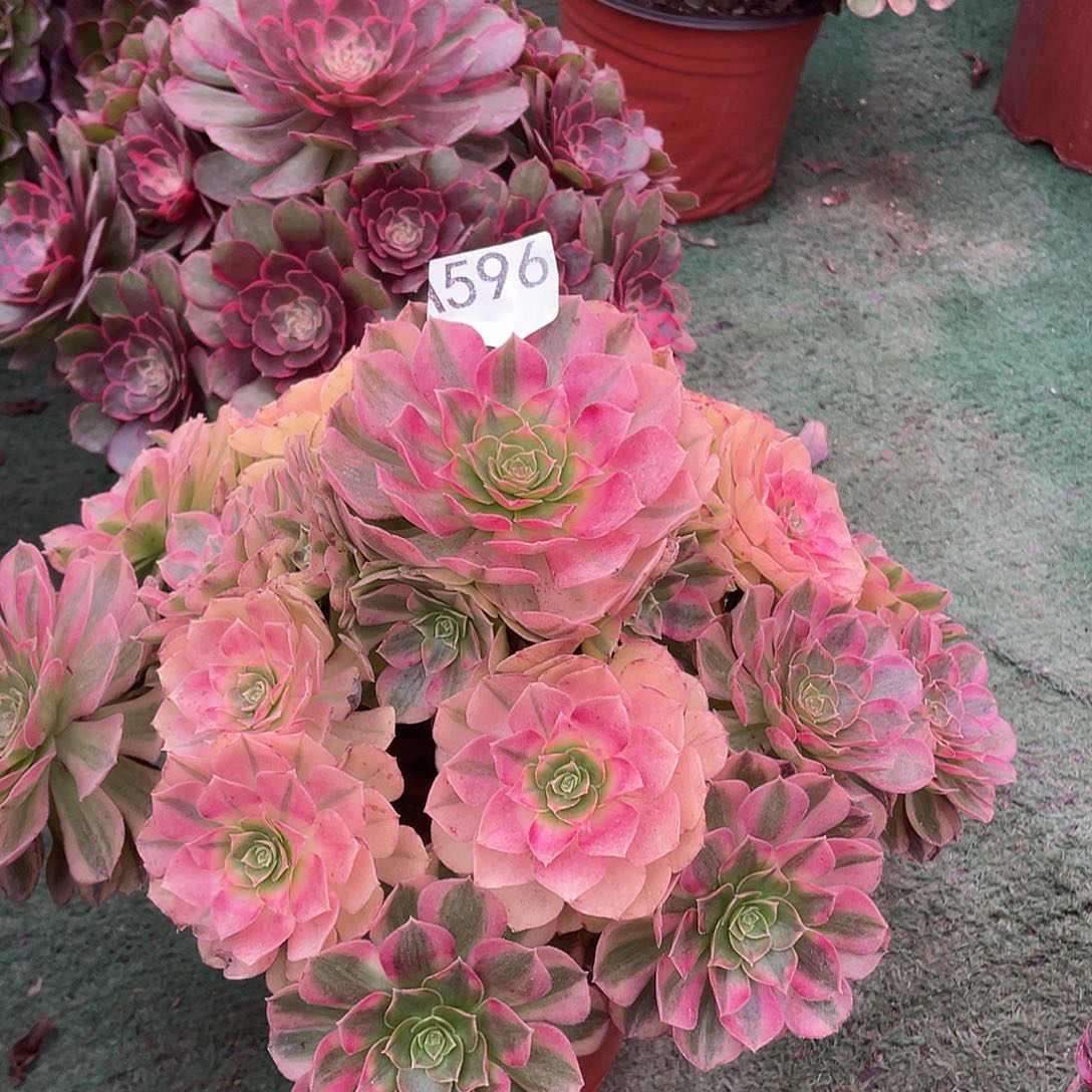 春***姐596.雨荷多肉植物