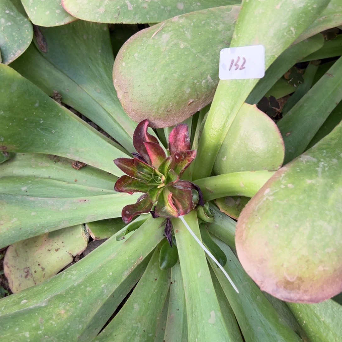 132魅影七彩嫁接多肉系