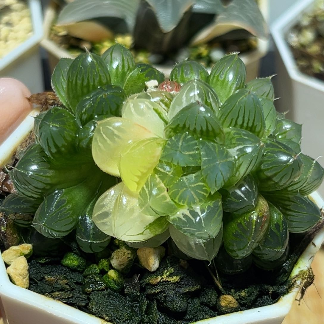 恭喜发财大吉大利0012