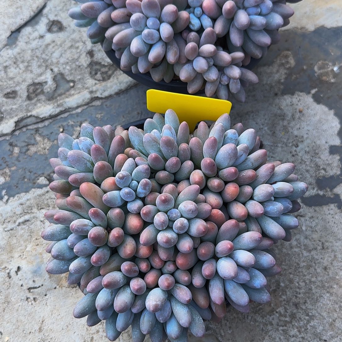 ****开多肉植物汤圆系列