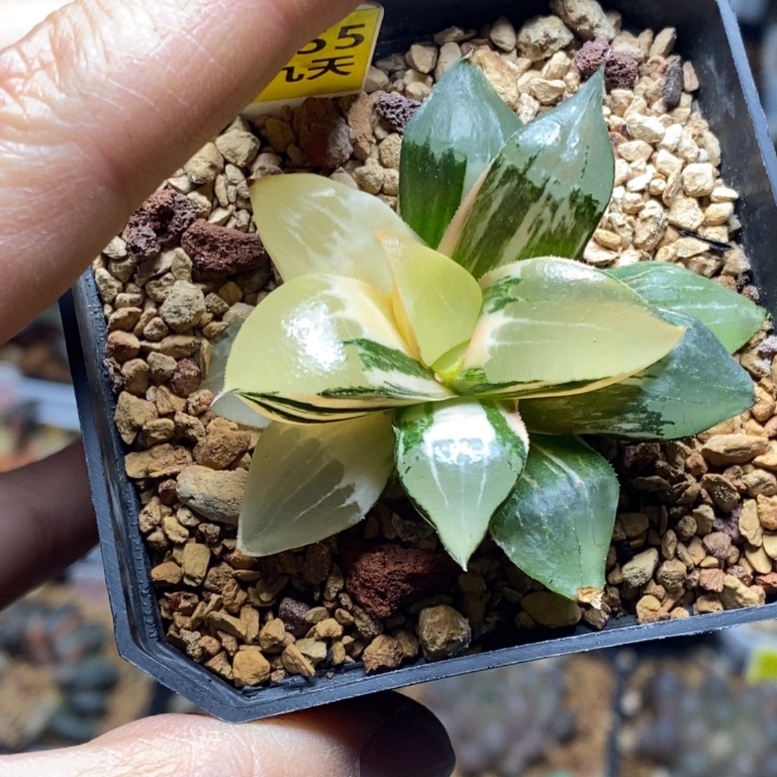 655号龙喜多肉植物