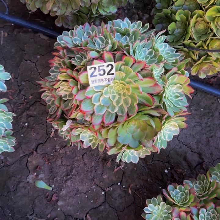 莲花花27+40包邮花花