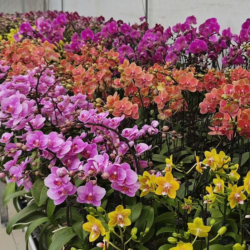 【盲盒】蝴蝶兰盆栽带花剑带花苞四季开花秋冬耐寒室内花卉绿植