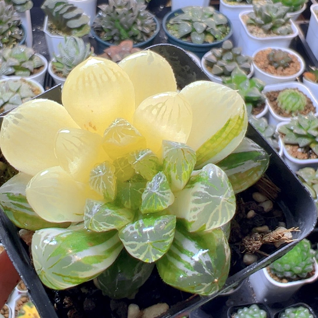 苏州玉露锦多肉多肉多肉1