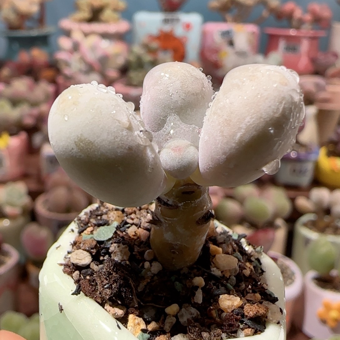 蛋黄奶盆口 2.5cm
