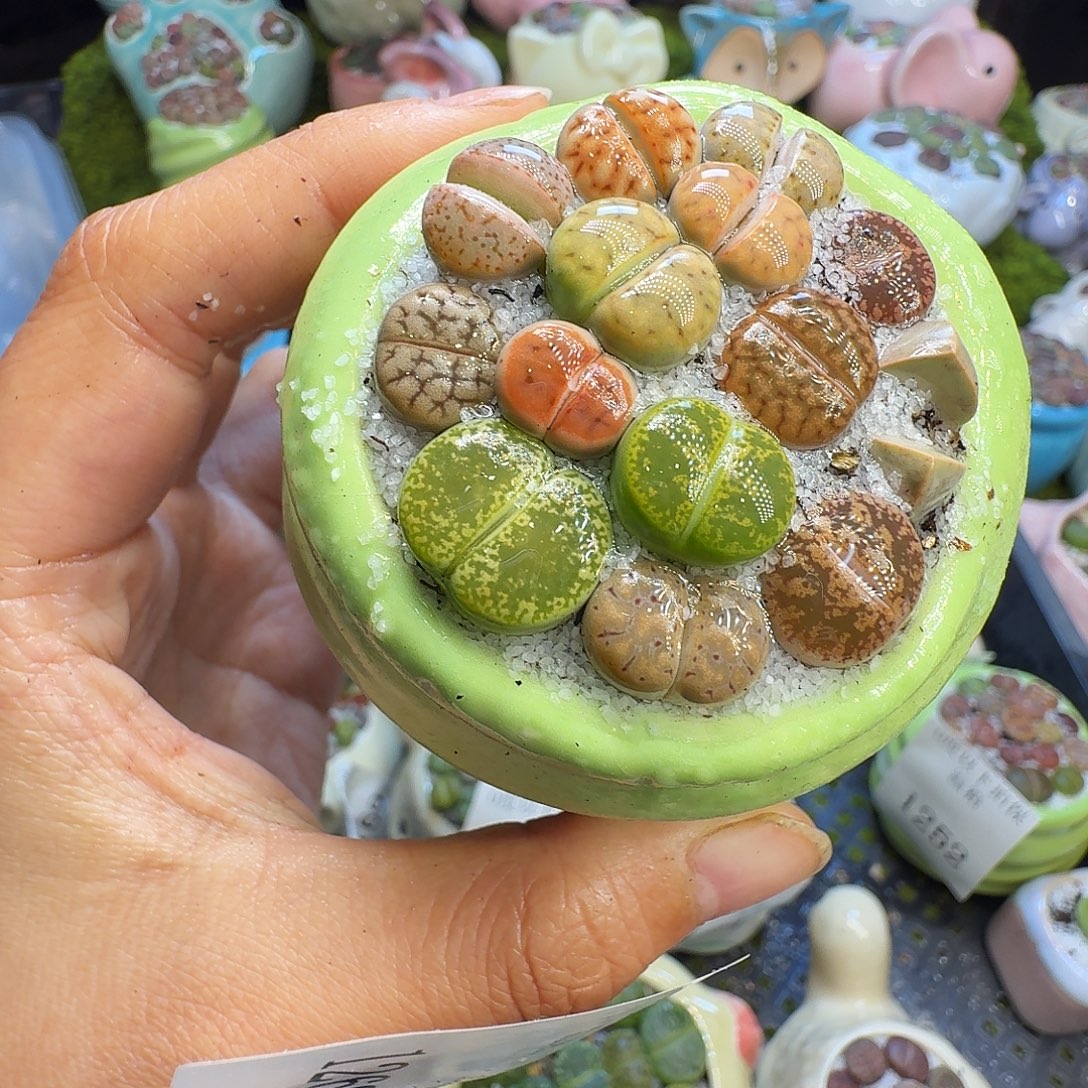 多肉植物福利冲1269