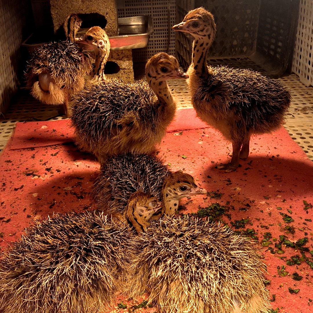 非洲鸵鸟苗出壳苗