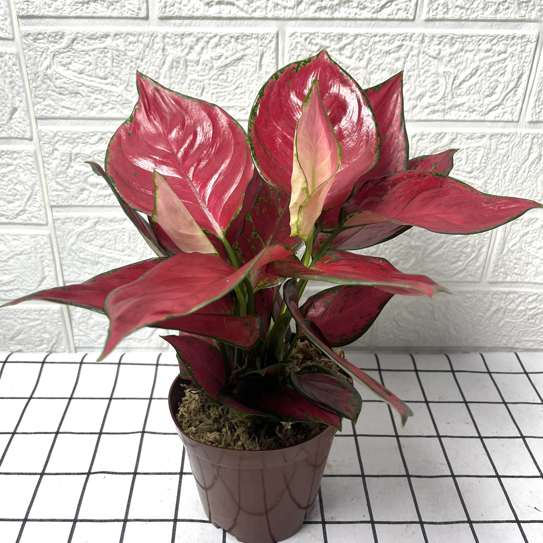 富贵红水培植物如意盆栽室内桌面四季好养花卉绿植