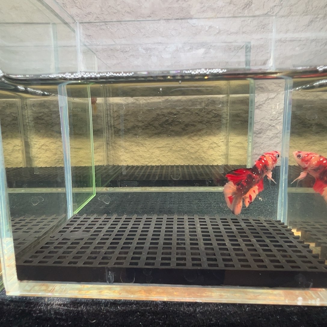 斗鱼阿浩泰斗11日13