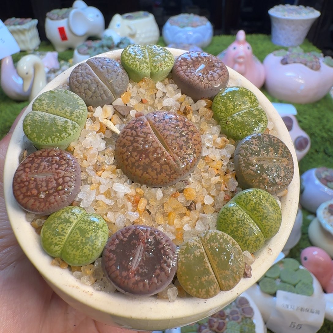 多肉植物福利冲104