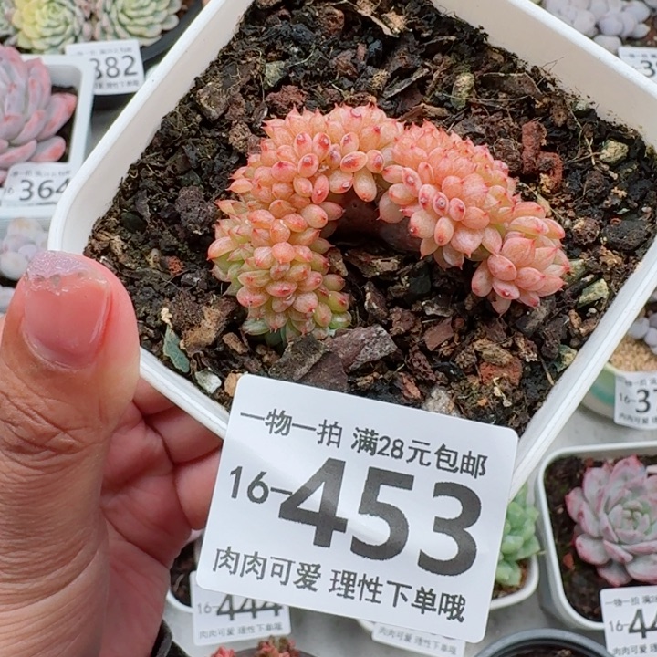 白胖子缀化多肉多