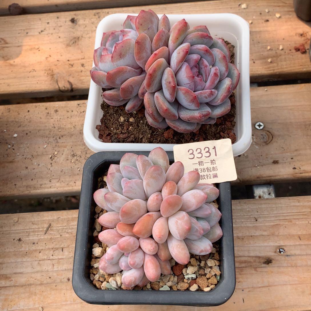 星影香水多肉两颗3331