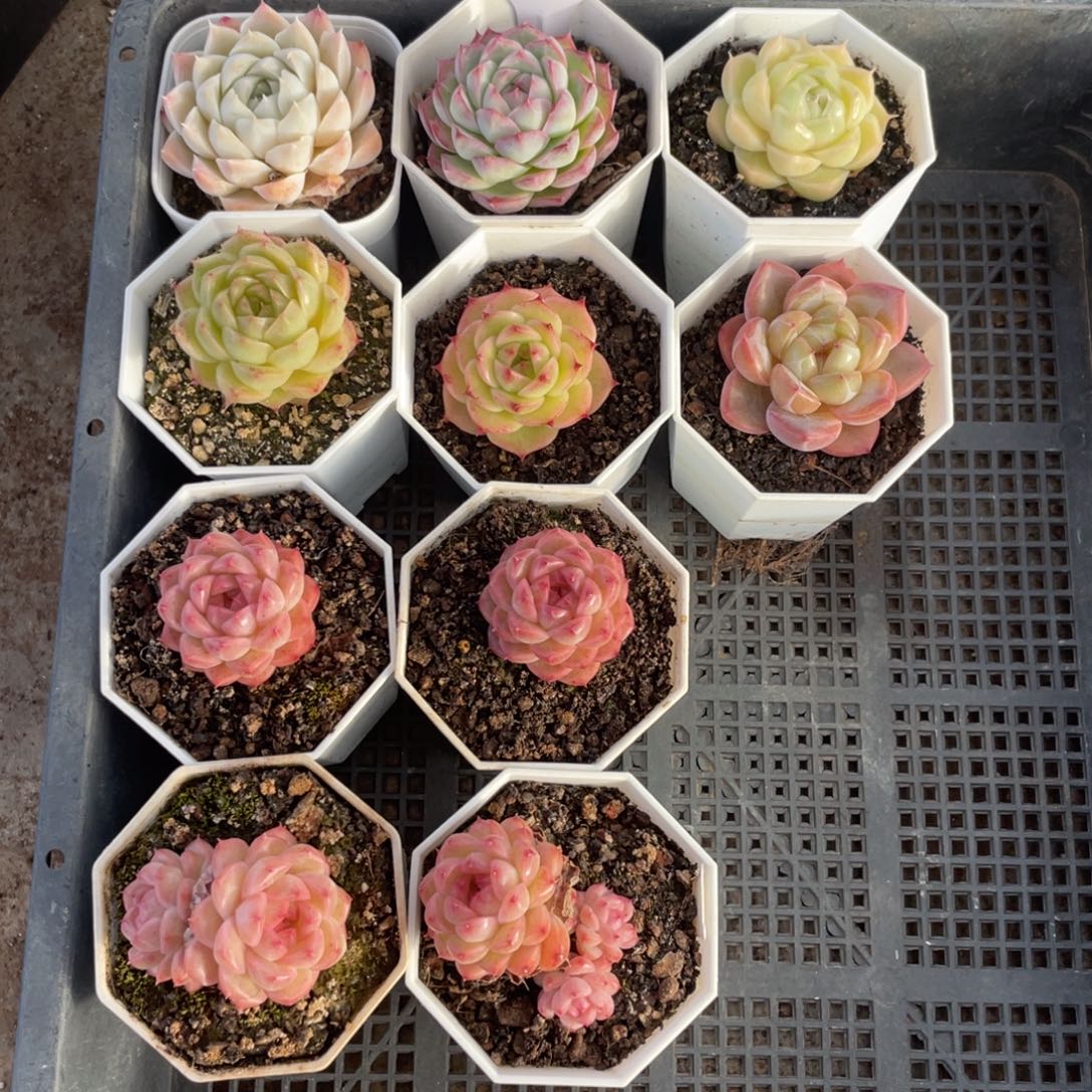 不包整散 盆子不售后0669