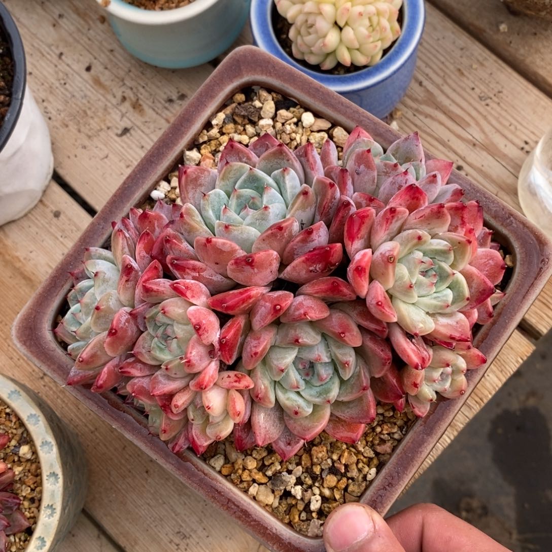 自助下单一物一拍多肉可寄养-阿尔巴佳人