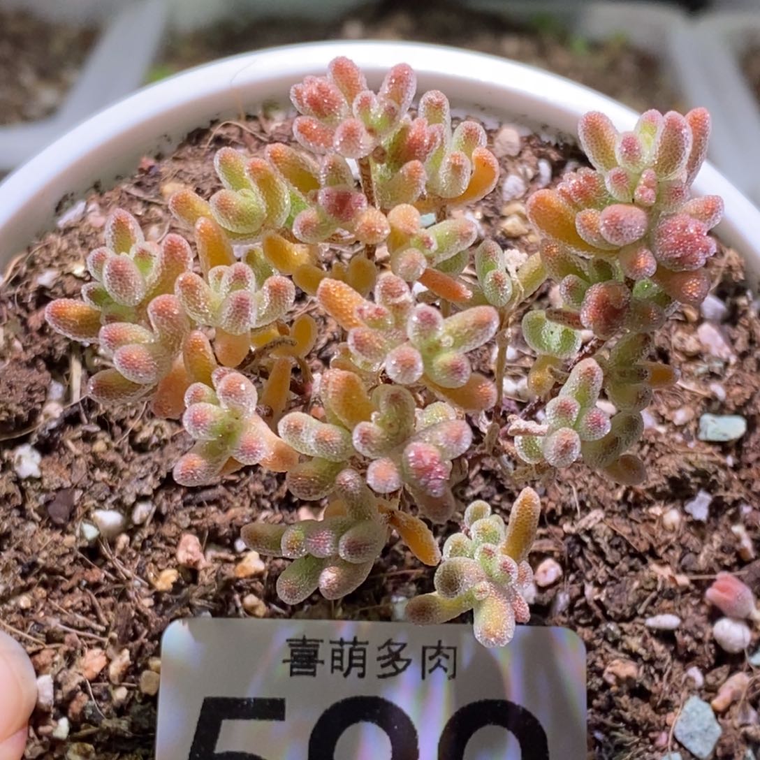 小树枝干番杏599