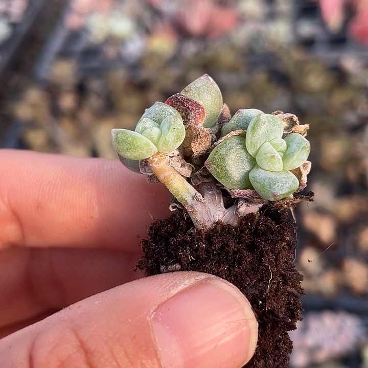 一物一拍冰玉小树叉