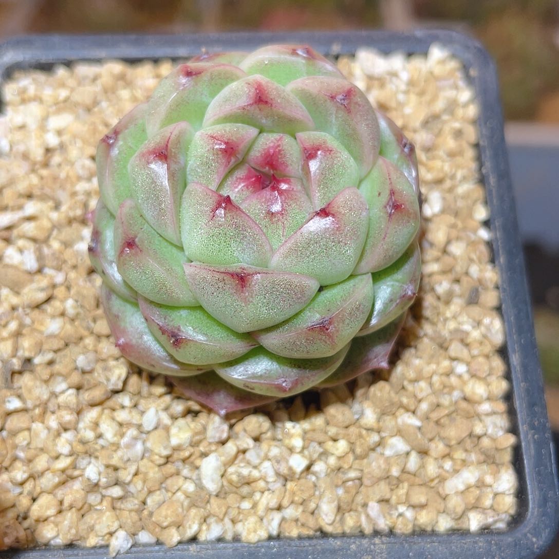 478翡冷翠哈哈哈哈哈