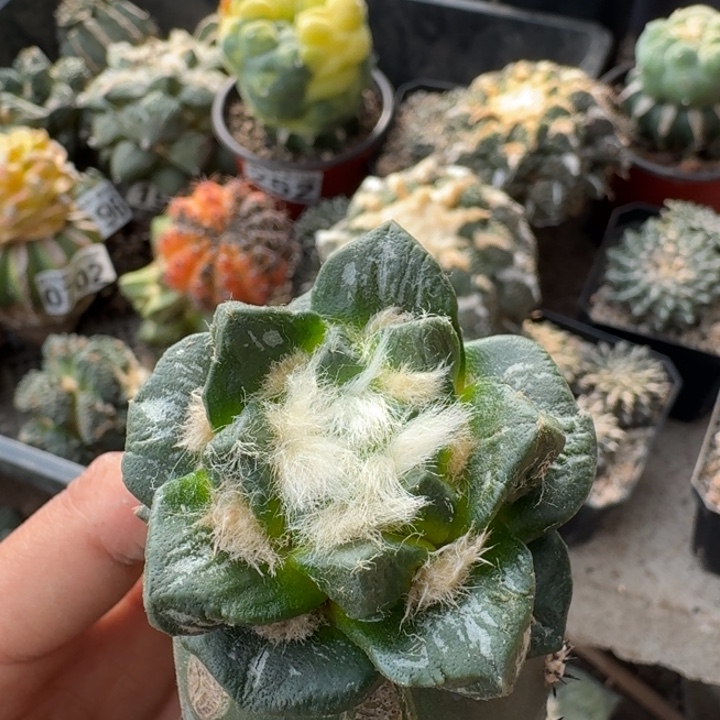 180苗接纯种大尤龙角牡丹