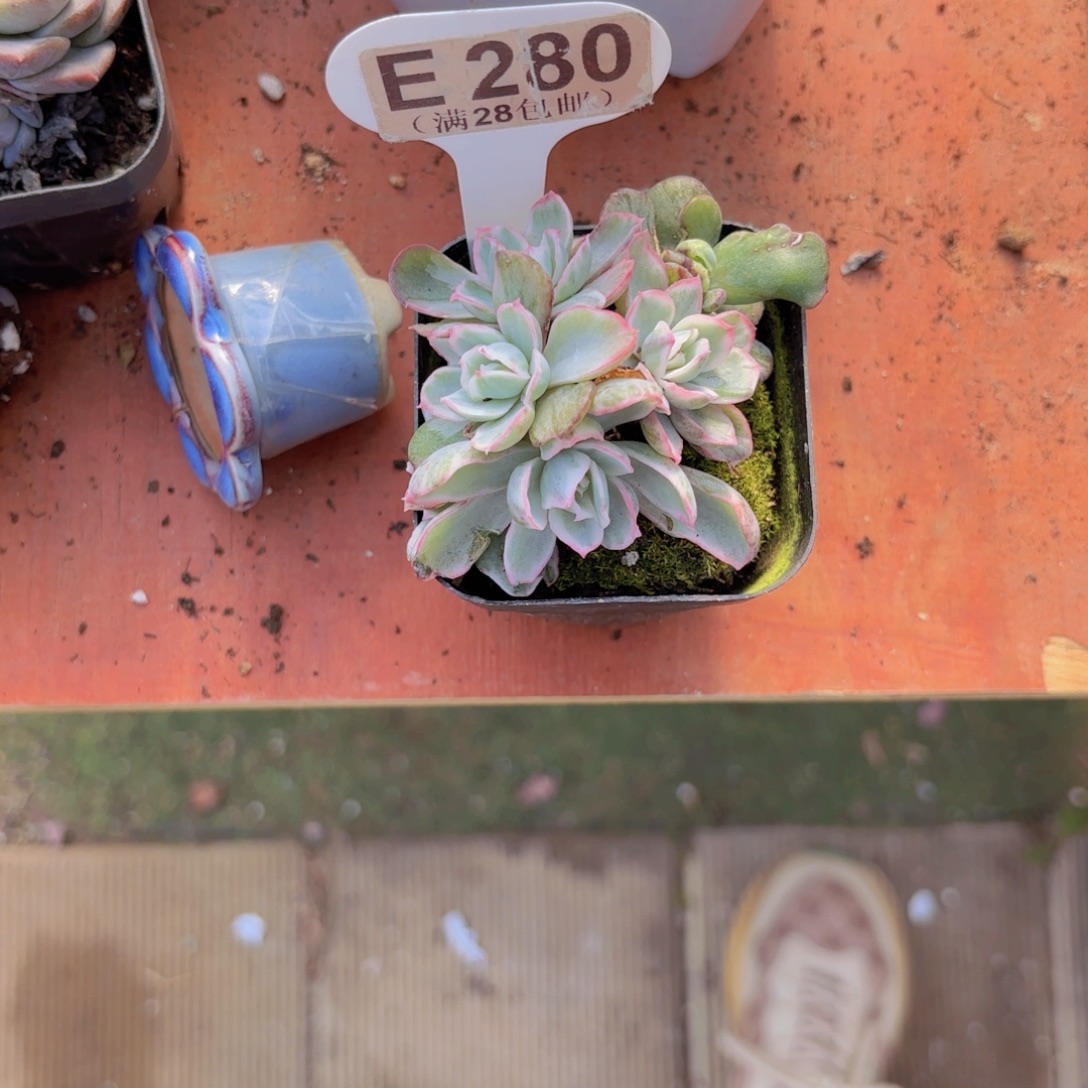 飞***猪E280伯克利锦一物一拍