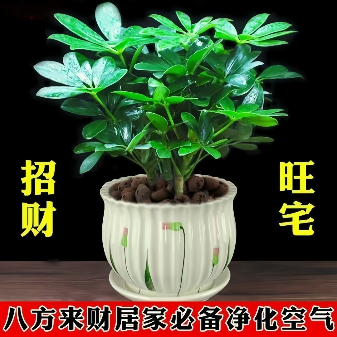 【八方来财】水培土培绿植鸭脚木盆栽发财树除甲醛室内外招财树小苗