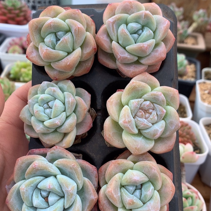 精控白底冰玉单头6块