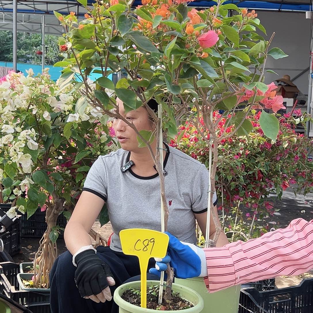 风***莉大部分花苞少量开放C89波妹