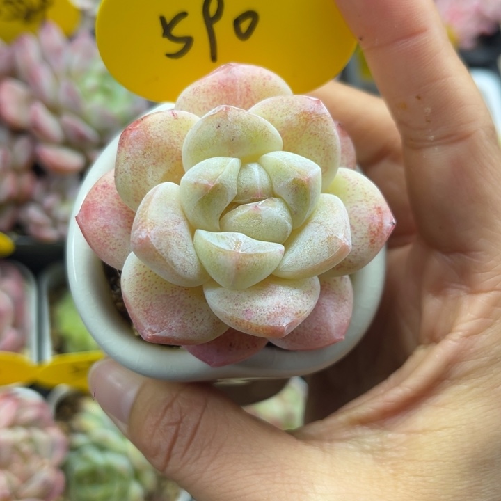 冰玉单头老桩590。 