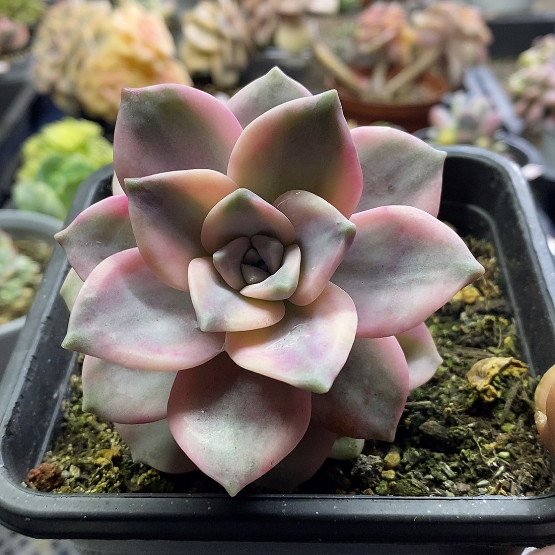 0810紫乐锦多肉植物