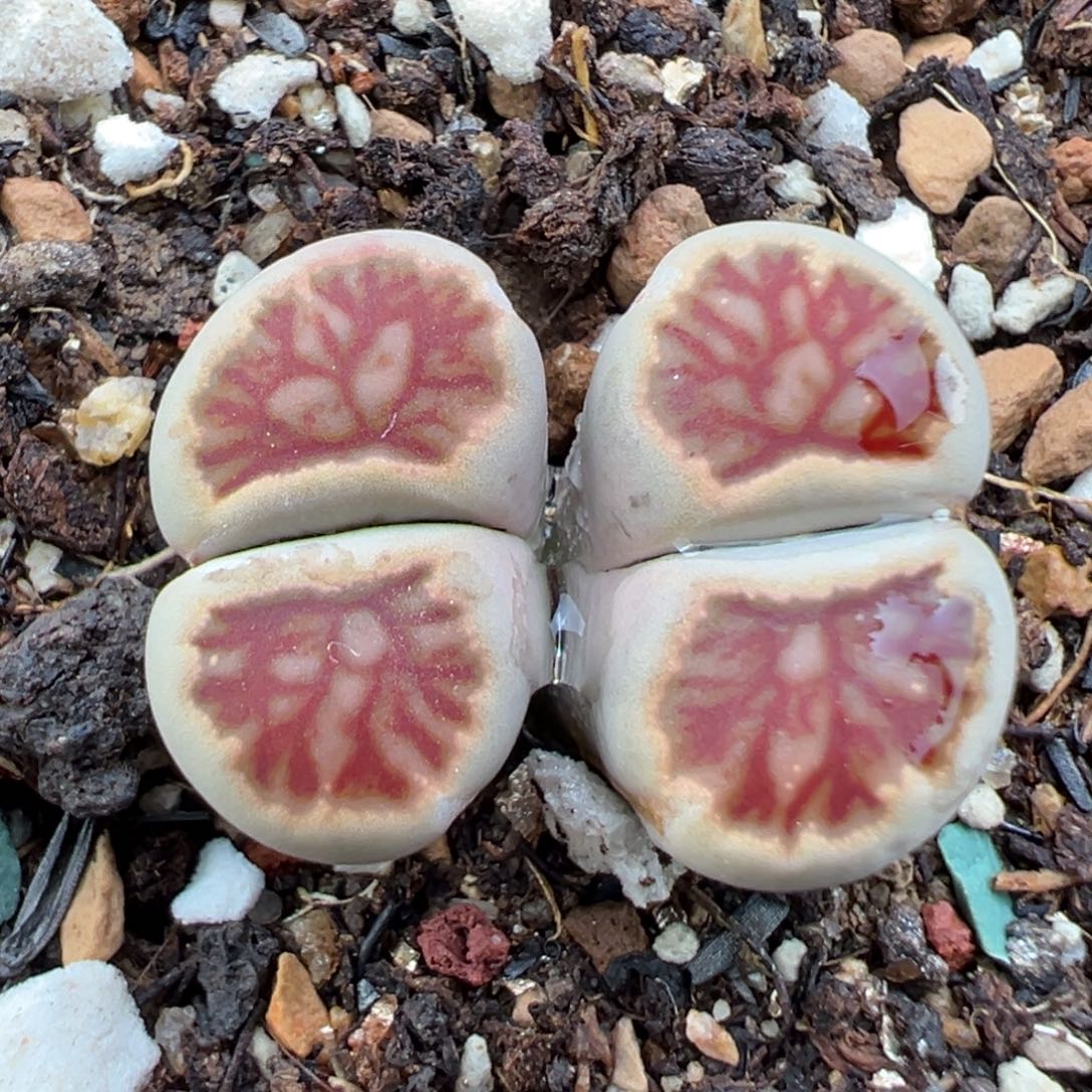 8.7好看的多肉脱土发货248