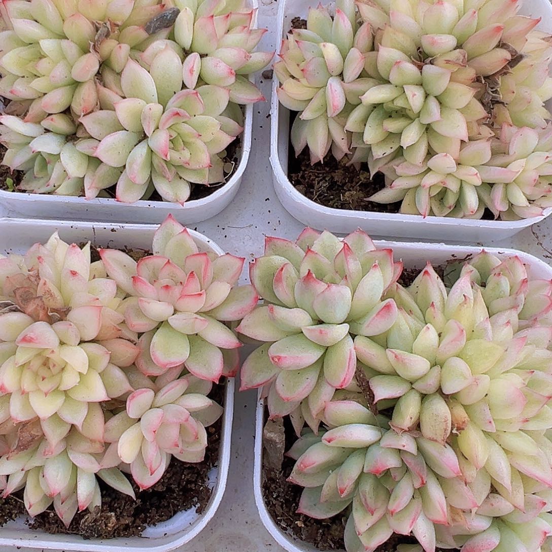 女雏锦19包邮多肉