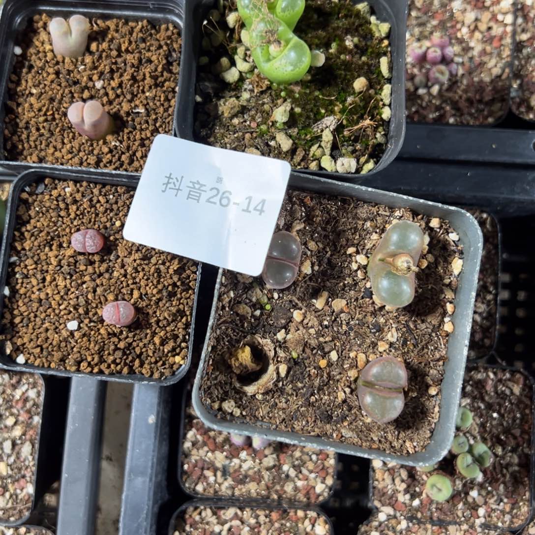 小***口26+14肉锥多肉植物，