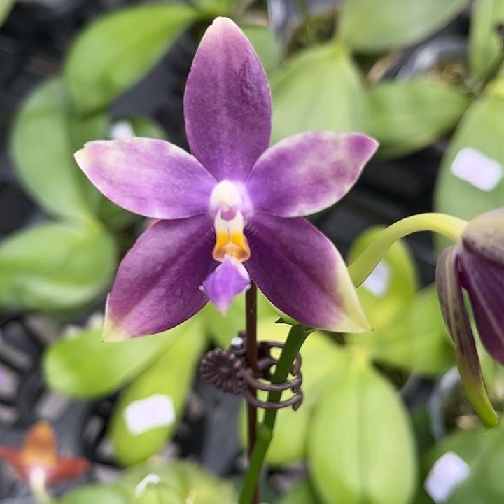 完全开放2.5寸杯蓝色珍妮佛交荧光